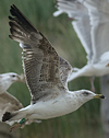 3cy graellsii LBBG in June, ringed in the Netherlands. (135385 bytes)